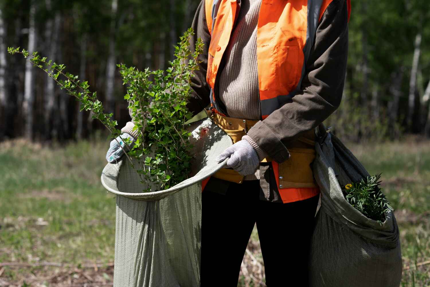 Best Tree Health Inspection  in USA